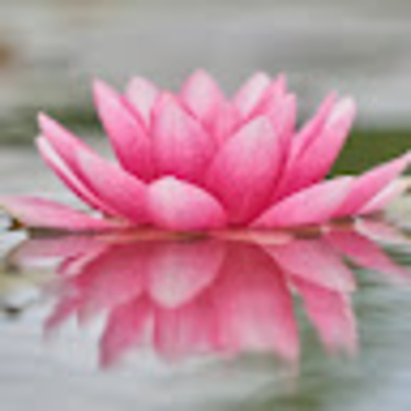 Meet your Posher, Meredith - Picture 1 of 1